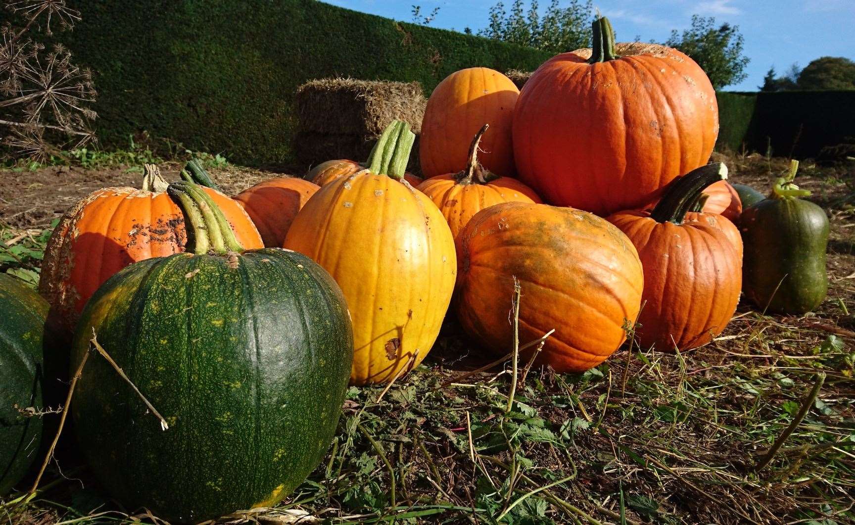 Lots of families enjoy pumpkin picking and carving in October. Picture: Penshurst Place