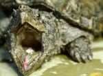 A snapping turtle can easily take off a finger