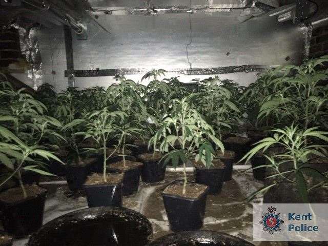 A cannabis farm was uncovered in Saunders Street, Gillingham. Picture: Kent Police. (15609352)
