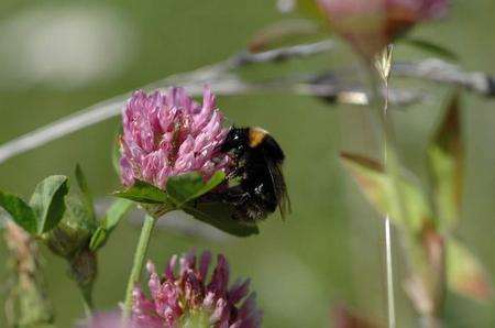 Short-haired bumblebee, Picture: Dave Goulson, supplied by the RSPB