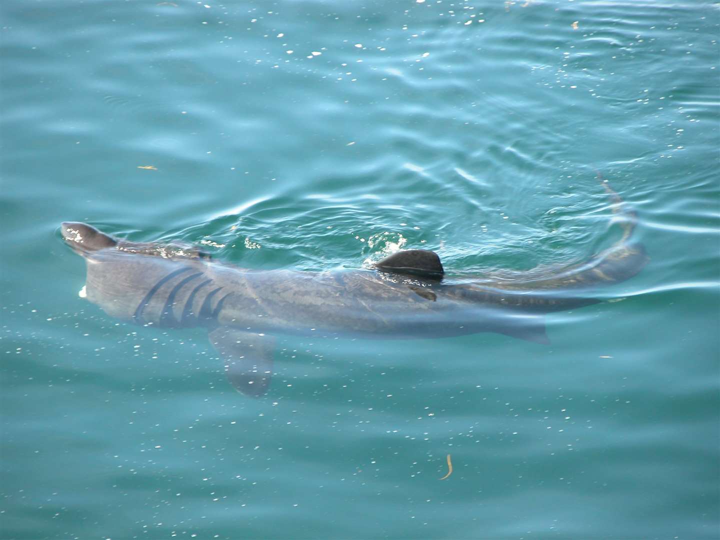 A basking shark was spotted off the coast of Folkestone. Library picture: Marine Conservation Society
