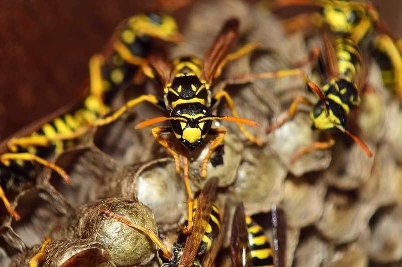 A wasp nest