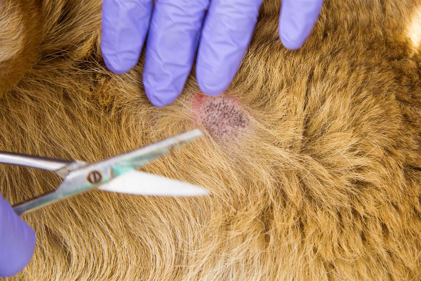 A dermatitis wound on the skin of a dog. Photo: istock/Natalya Stepina