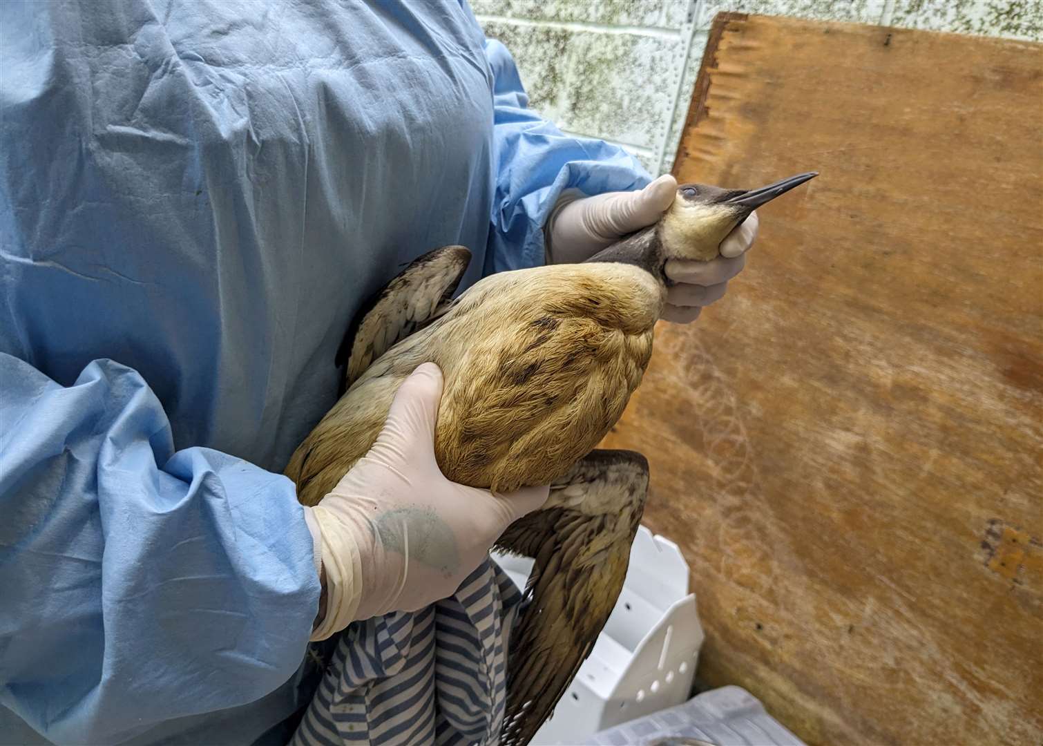 The oil can be fatal for the birds. Picture: RSPCA Mallydams