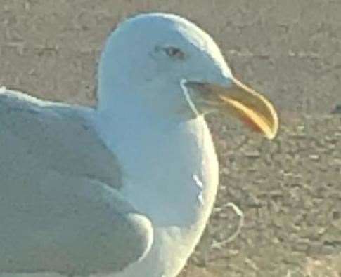 Seagull on Hythe seafront. Pic - Billy Sales (13870168)