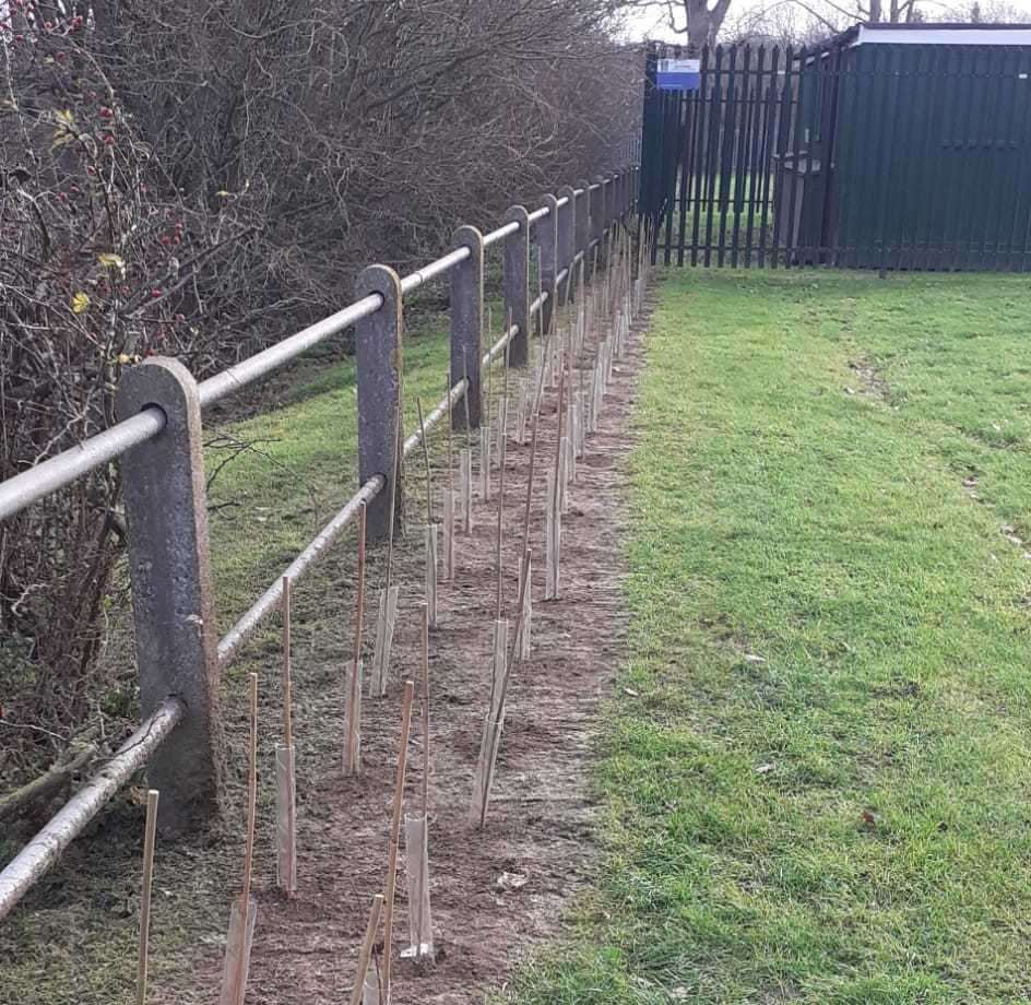 The trees were planted just before Christmas. Picture: Swanscombe and Greenhithe Town Council