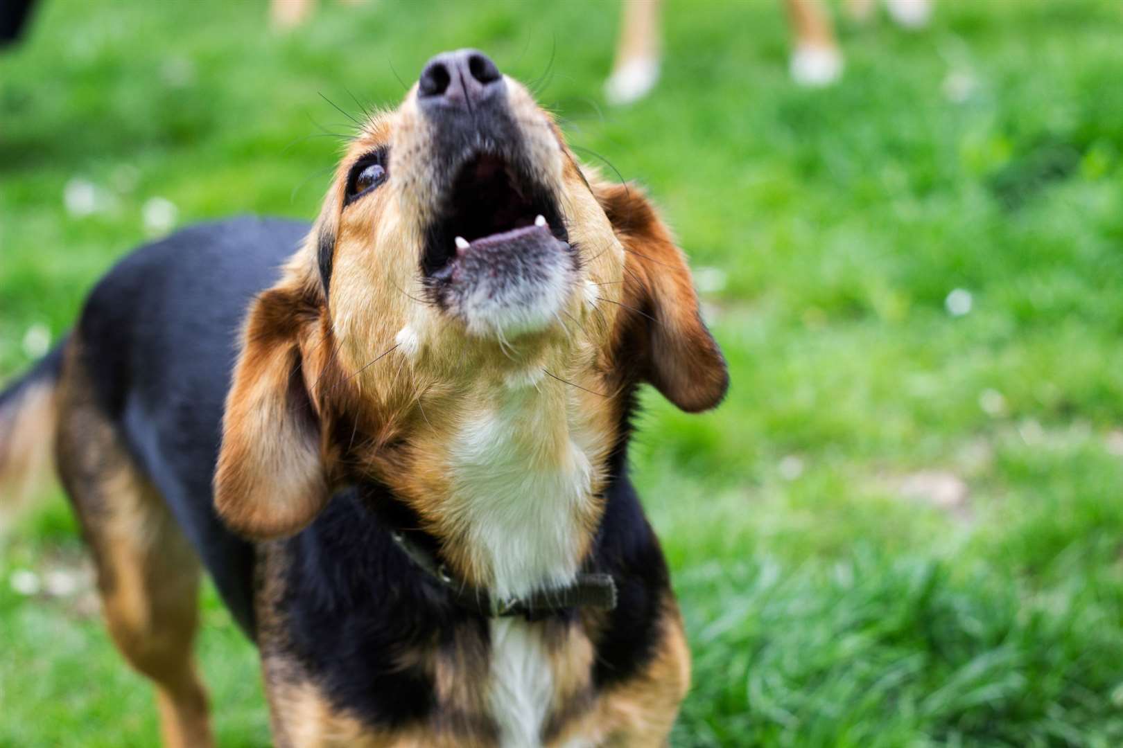 Dogs must remain under control at all times, says the law. Image: Stock image.