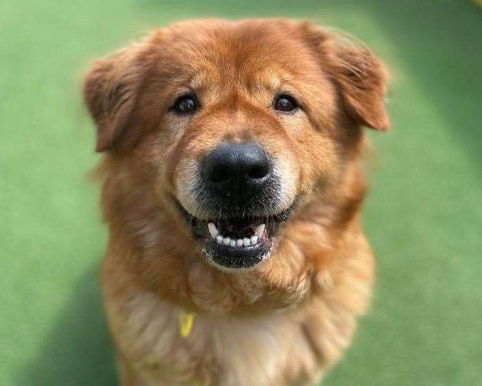 Jozzie is a chow chow cross. Pic: Dogs Trust