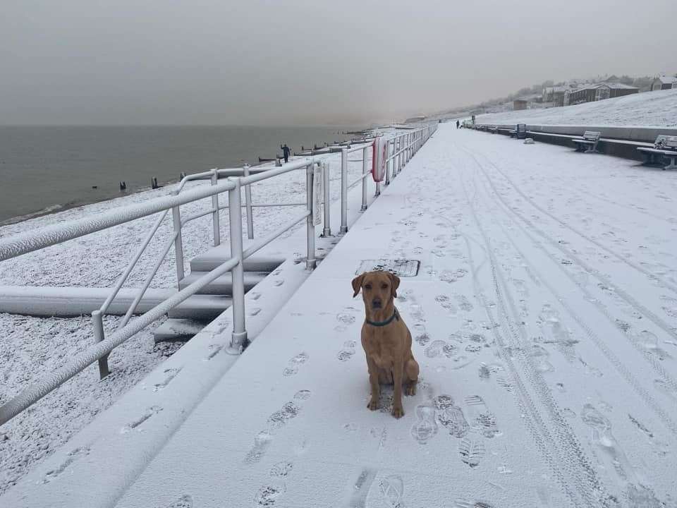 Sunday snow: definitely, says Kate Barton who took this photo of her dog Maya at The Leas, Minster