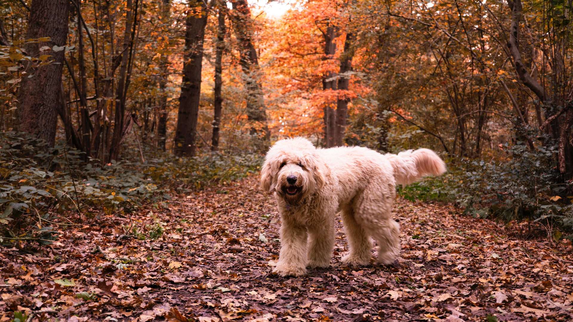 Conkers and acorns can be extremely toxic to dogs. Picture: Todd Mittens, Unsplash
