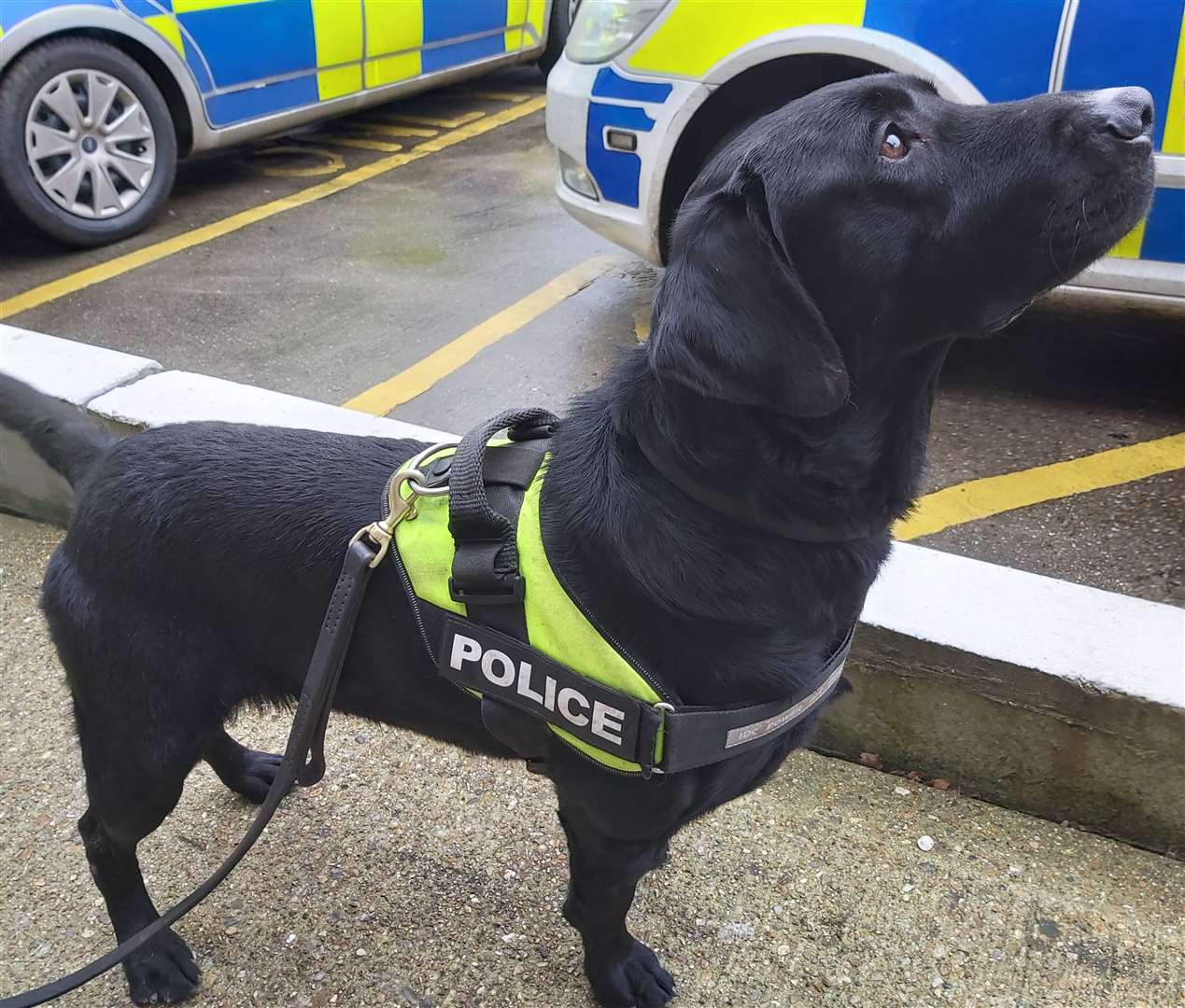 PD Max helped sniff out a suspected drug dealer (27503015)
