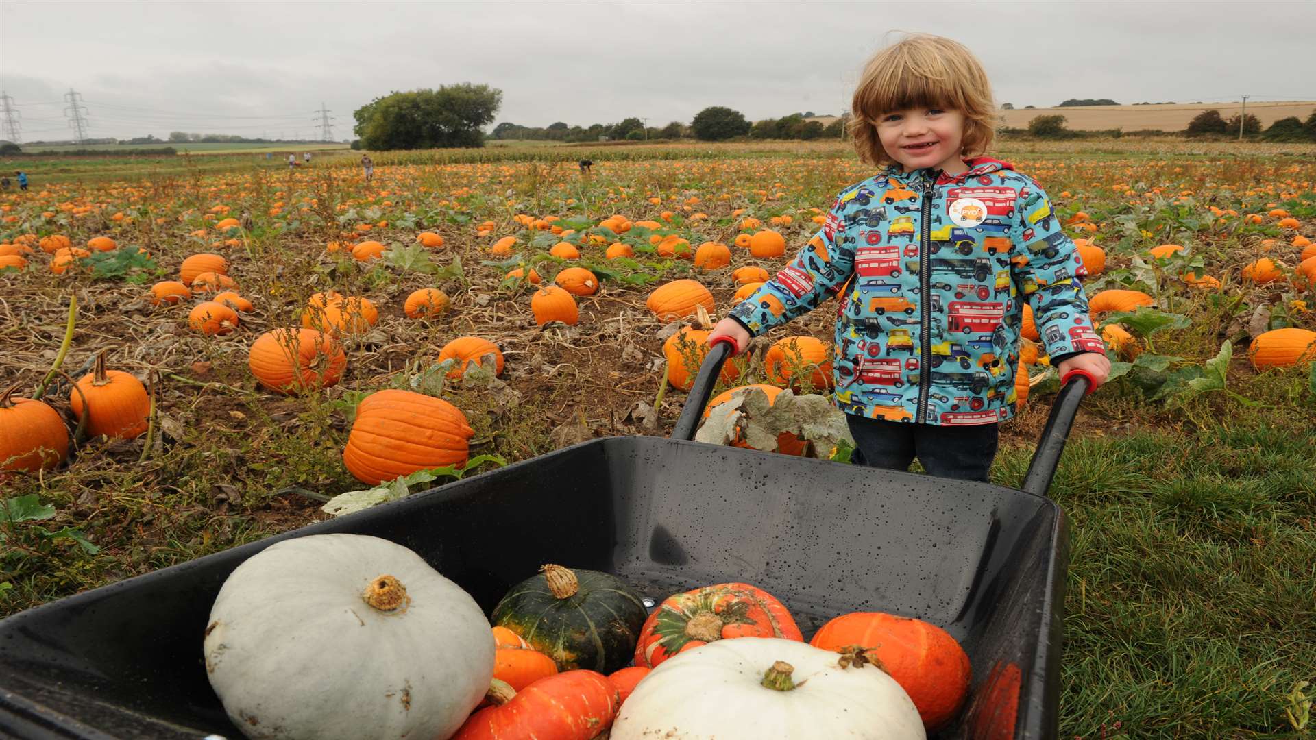 Seb Carey-Wilson, aged three, enjoying the farm. But others have been damaging the pumpkins.